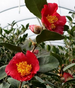 Yuletide Season Sasanqua Camellia, Camellia sasanqua 'Yuletide Season'
